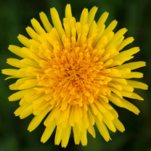dandelionblooms